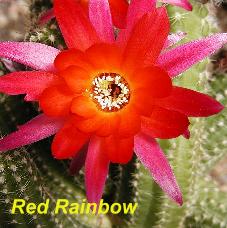EP-H. Red Rainbow.4.1.jpg 